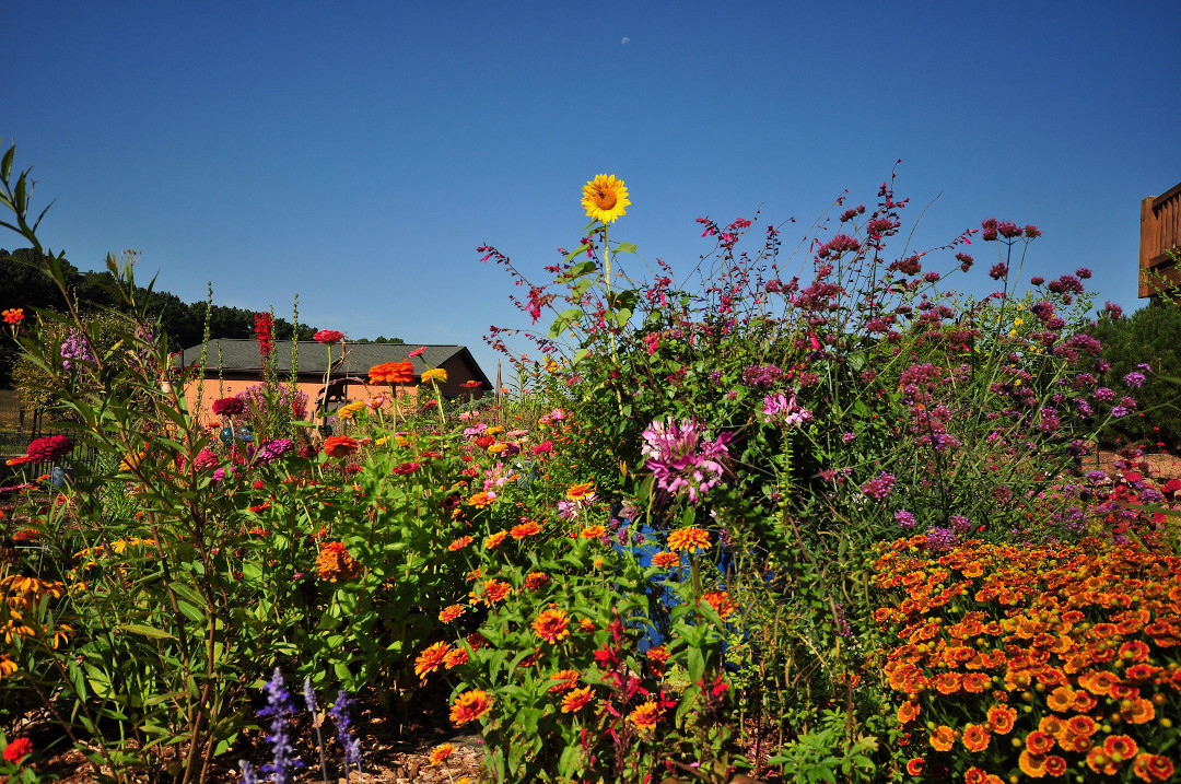 wild mix of many different flowers