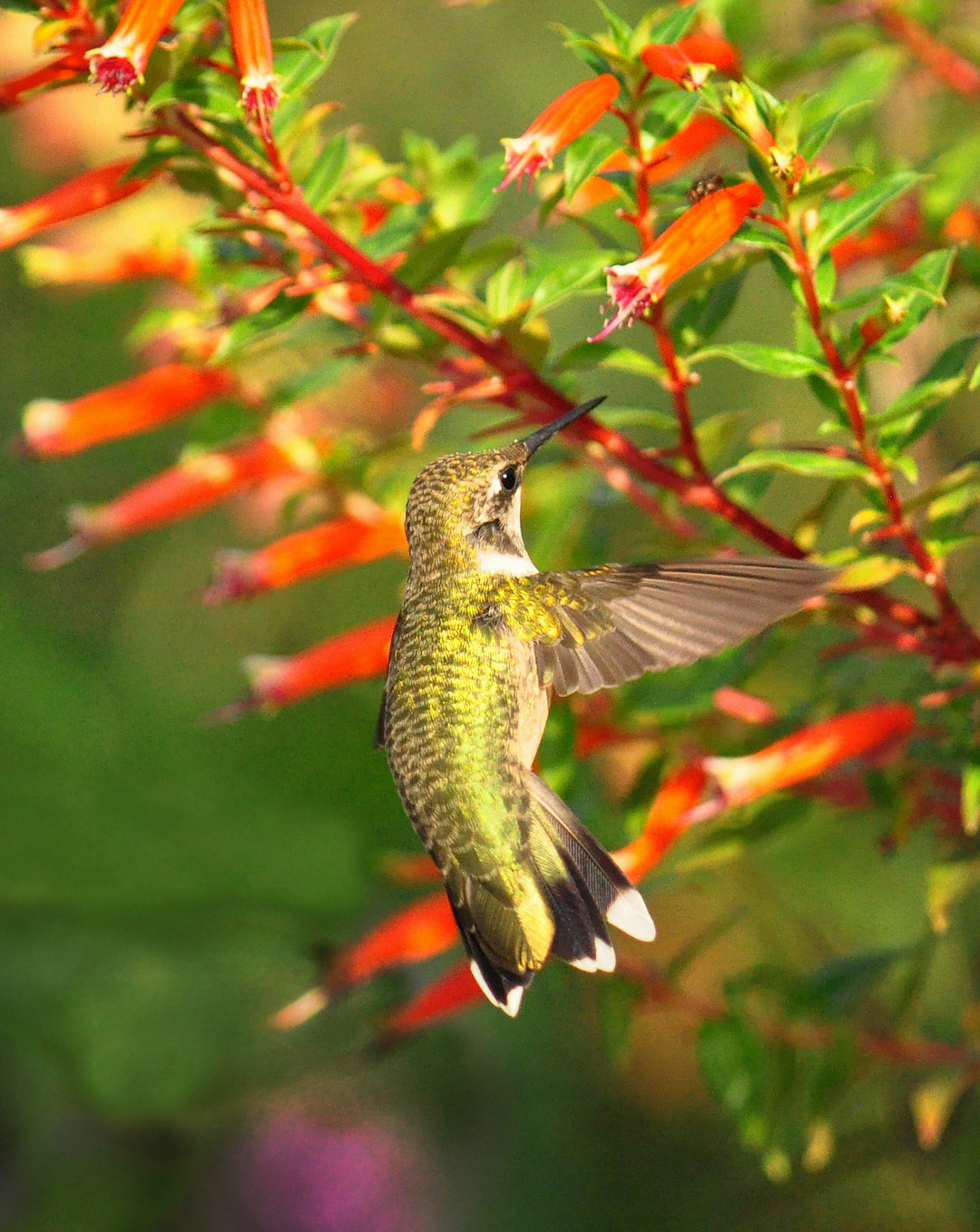 hummingbird sipping from a cigar flower