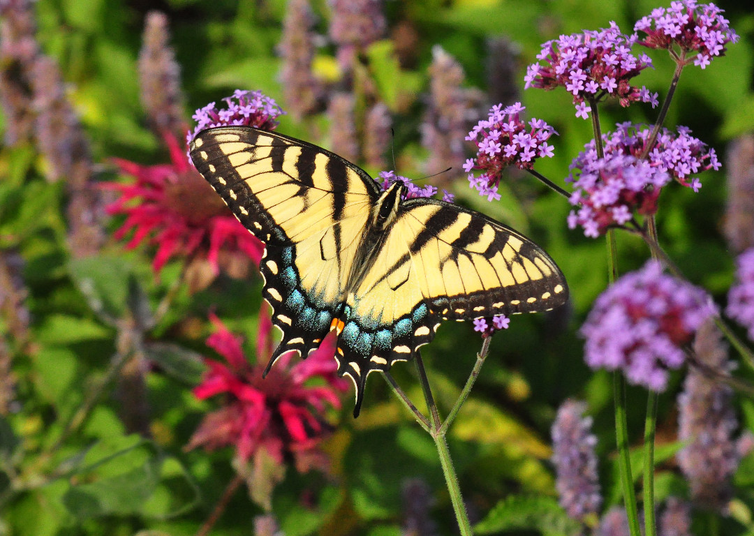 Eastern tiger swallowtail butterfly sipping at tall verbena