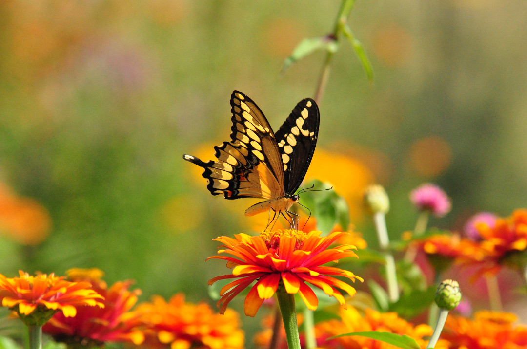 giant swallowtail butterfly on a zinnia