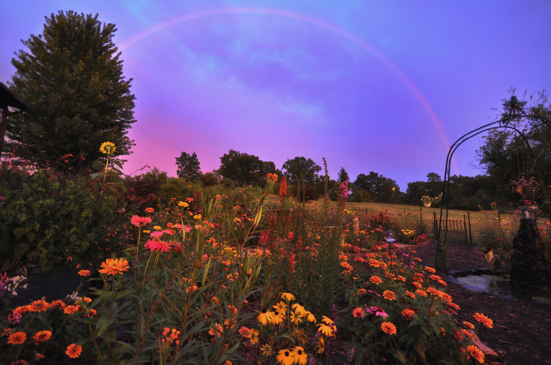 rainbow over flowers