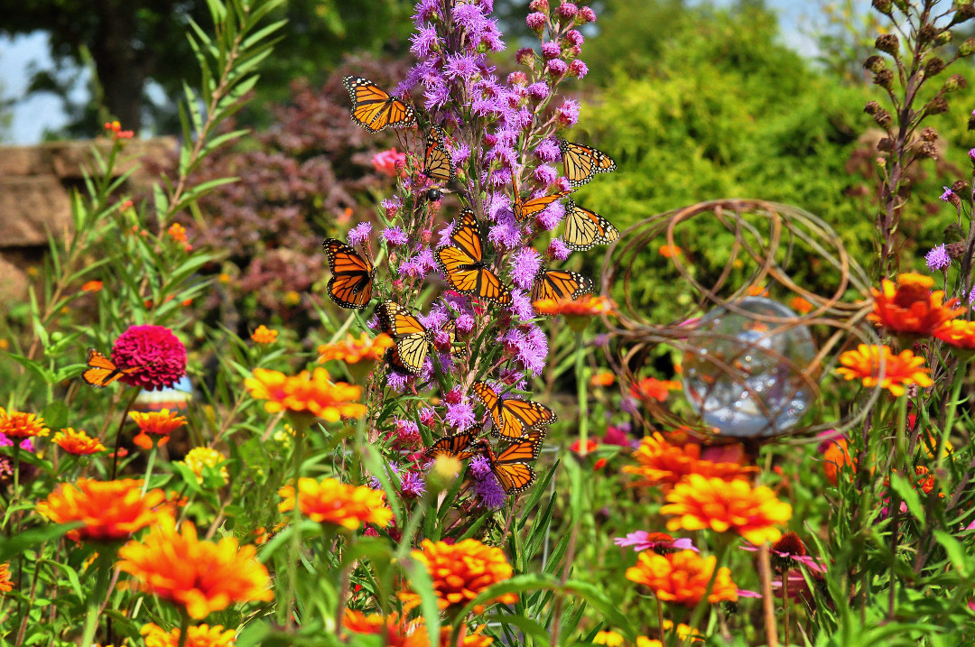 monarch butterflies on a liatris flower spike