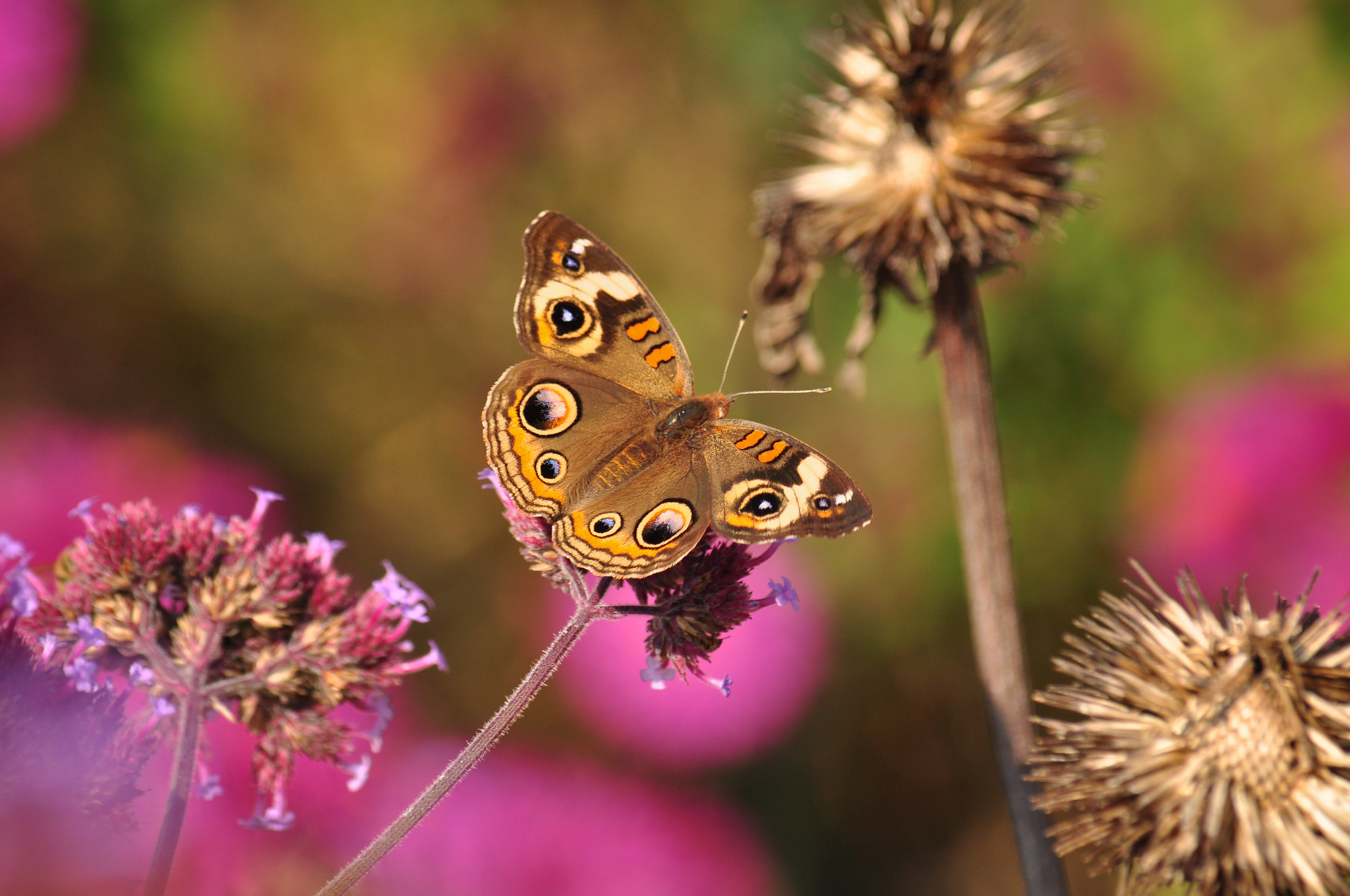 buckeye butterfly on a flower