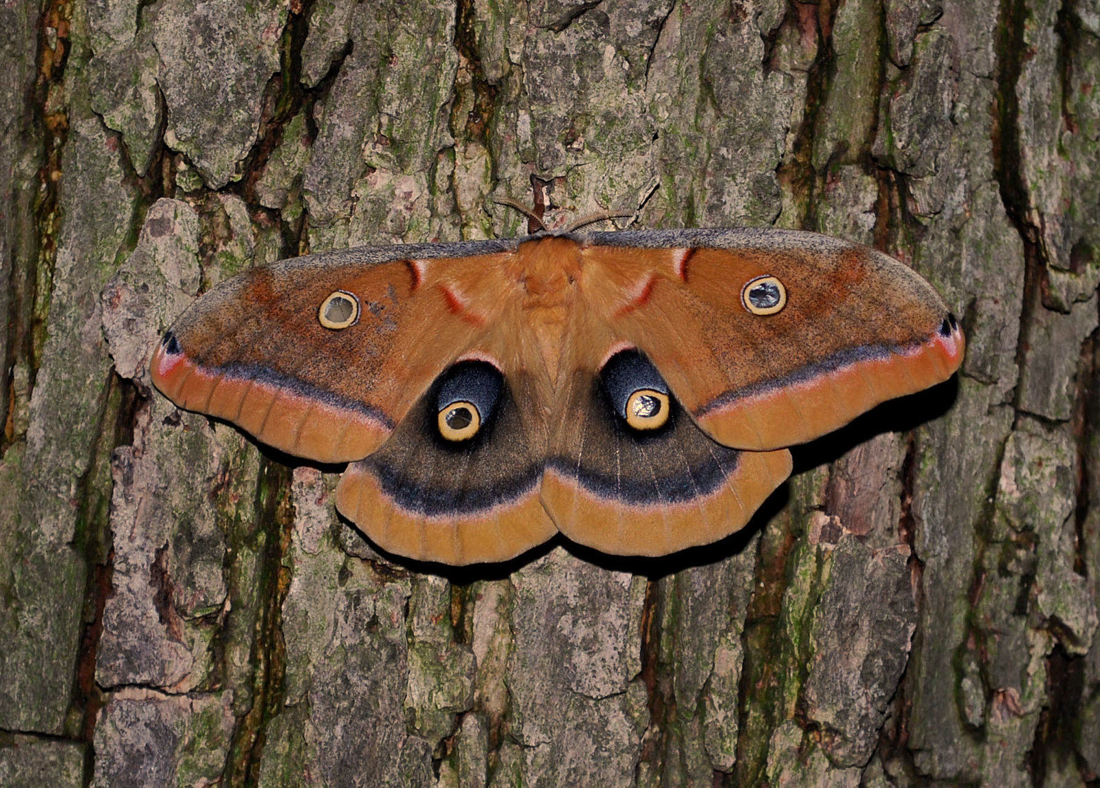 Polyphemus moth