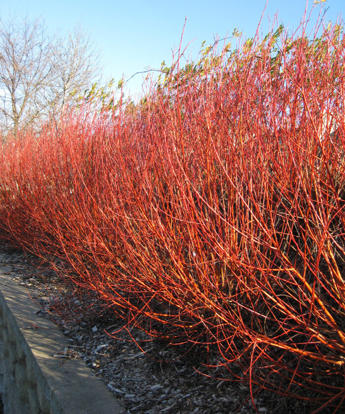 Hot Winter Color in the Midwest with Willows and Dogwoods