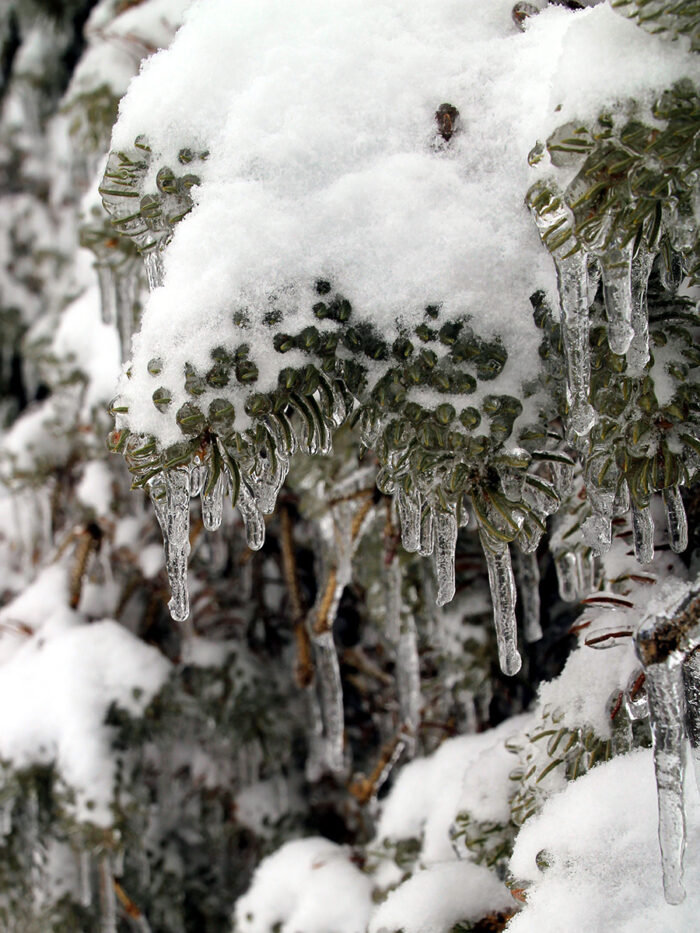 snow and ice on a spruce tree