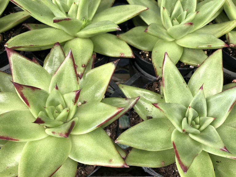 Enchanting Echeverias for the Southwest - Fine Gardening