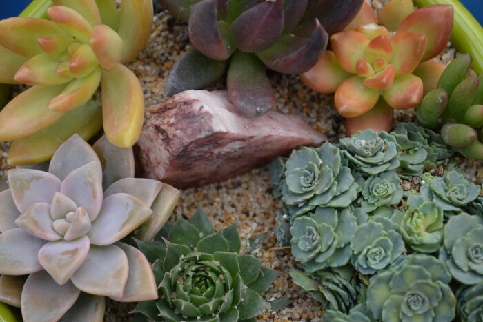 Echeverias