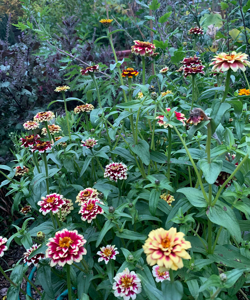 Globe Amaranth Sunset Mix Seeds Gomphrena Haageana Globe Amaranth