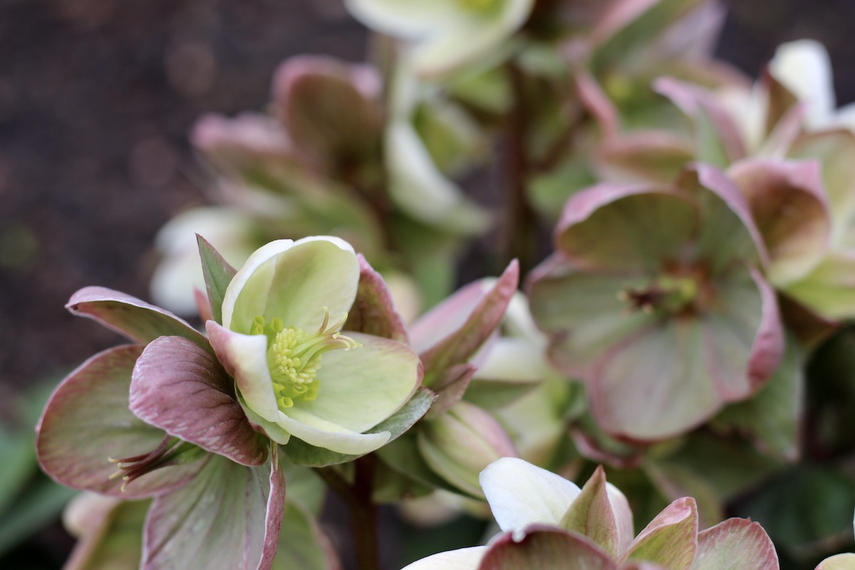 White hellebore flower