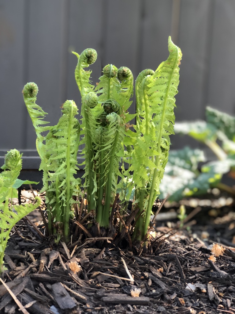 Ostrich fern