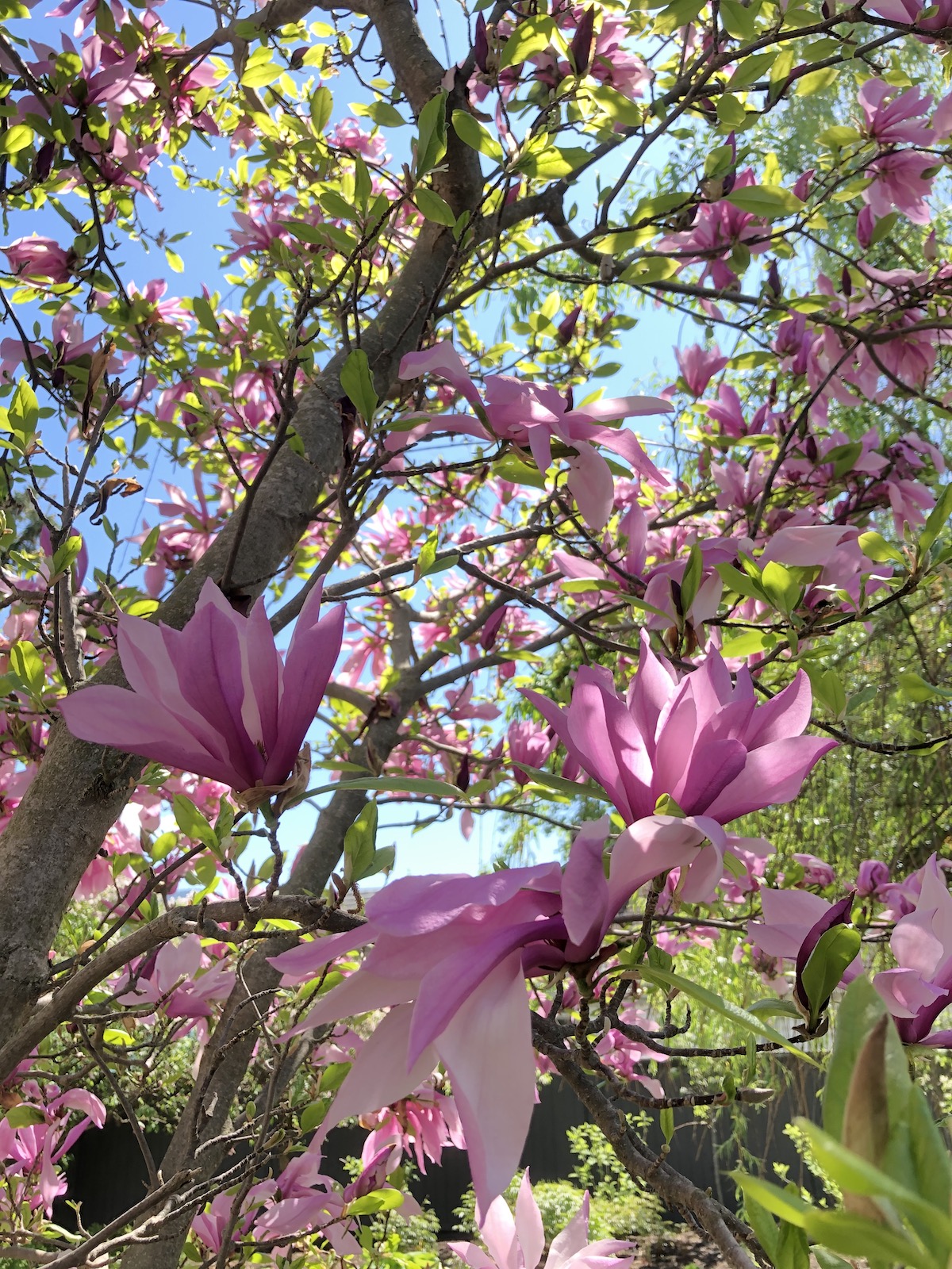 Large pink flowers on a magnolia tree