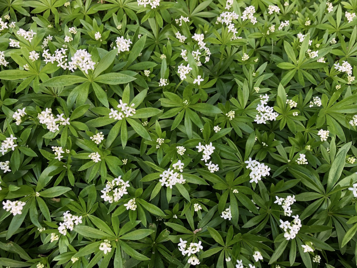 Sweet woodruff