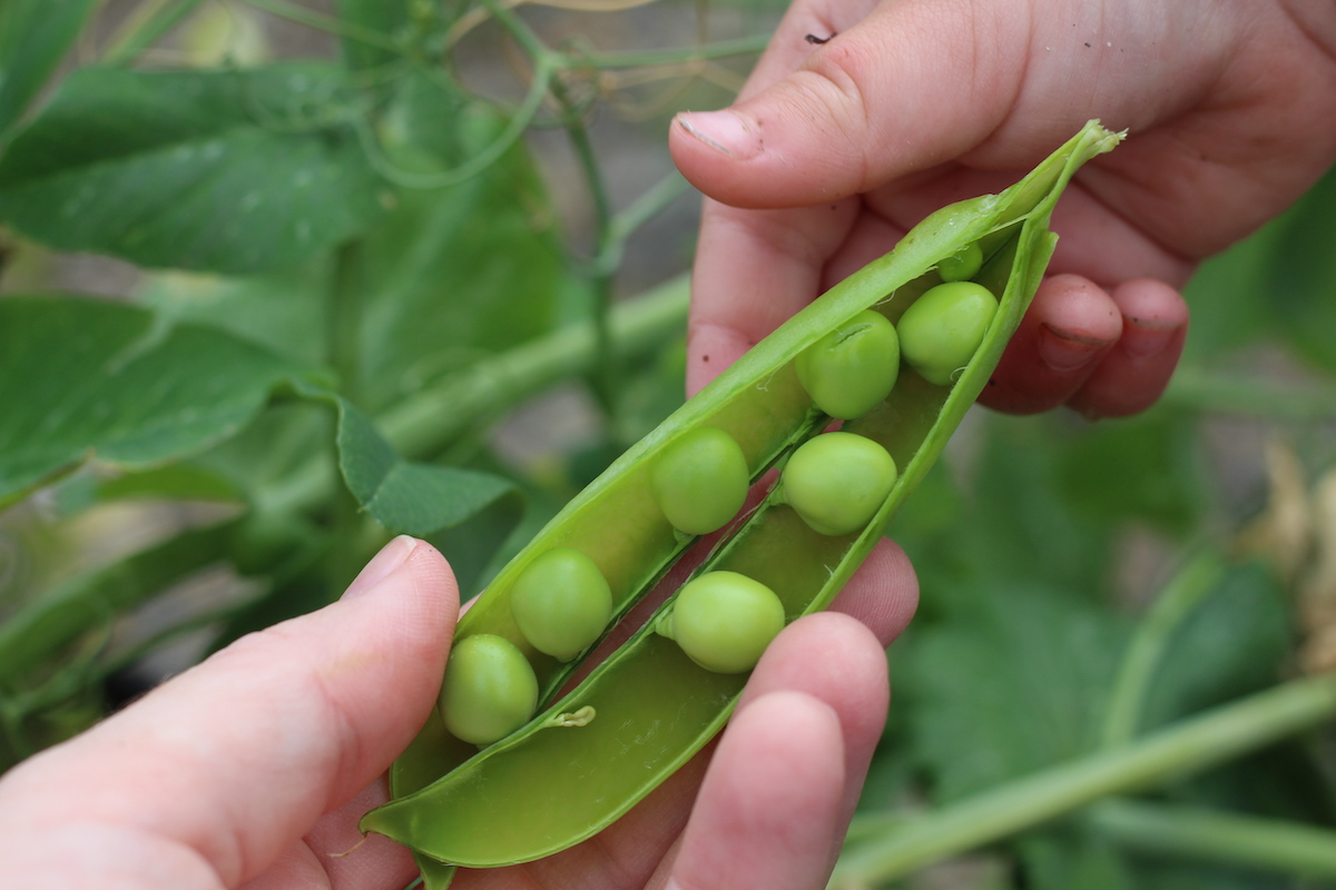 Spring peas in the pod