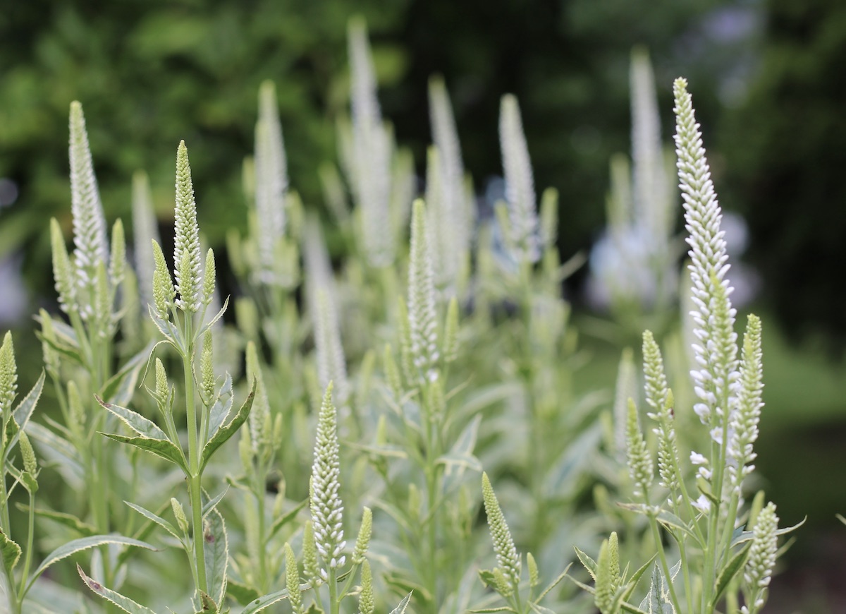 Tall spikes of white flowers