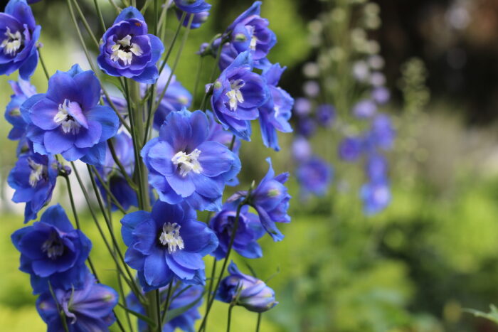 Rich blue delphinium flowers