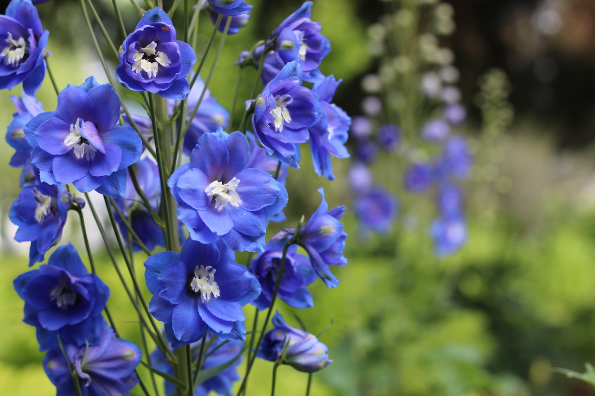 blue delphinium flowers