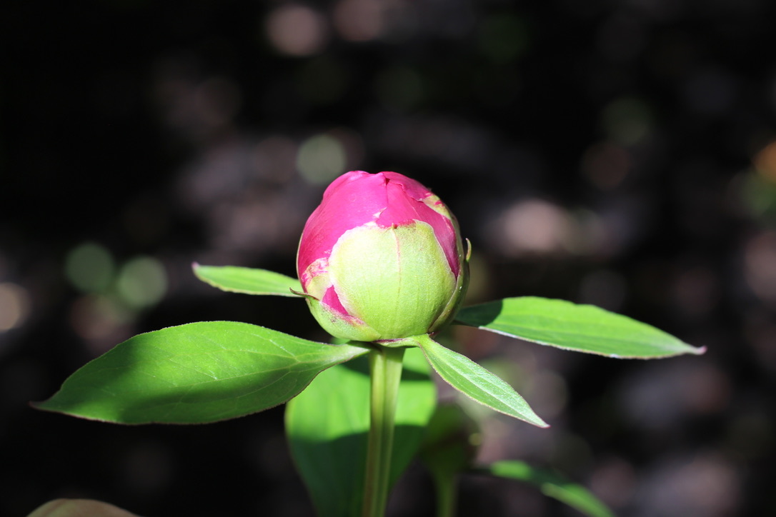 pink peony bud