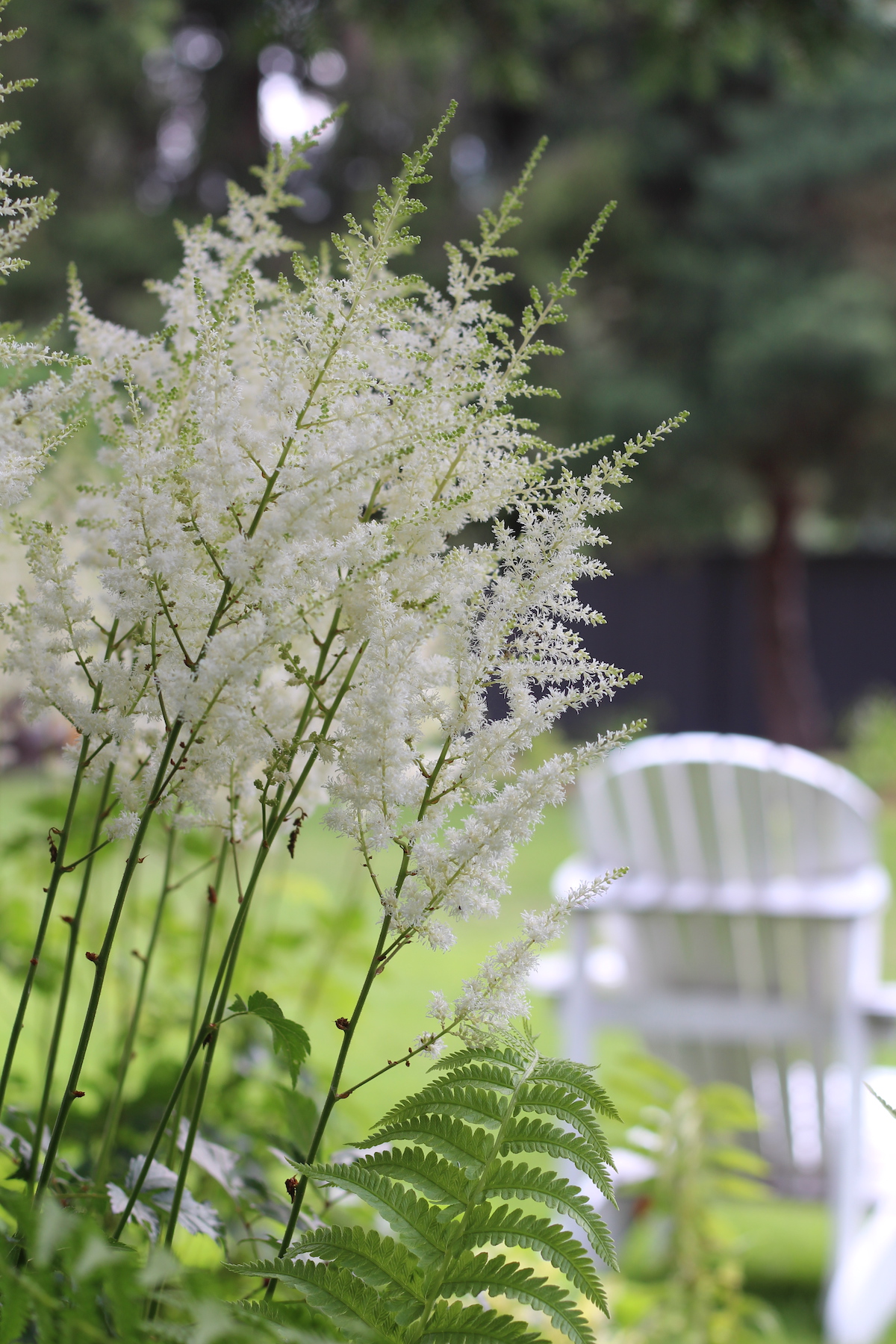 white astilbe