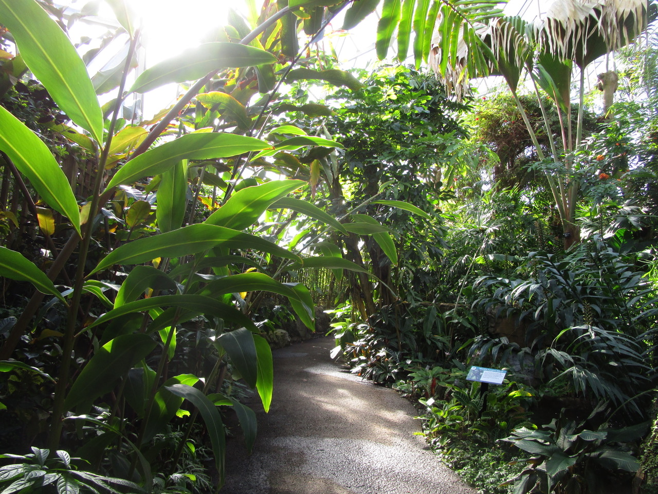 Path leading through lush tropical foliage