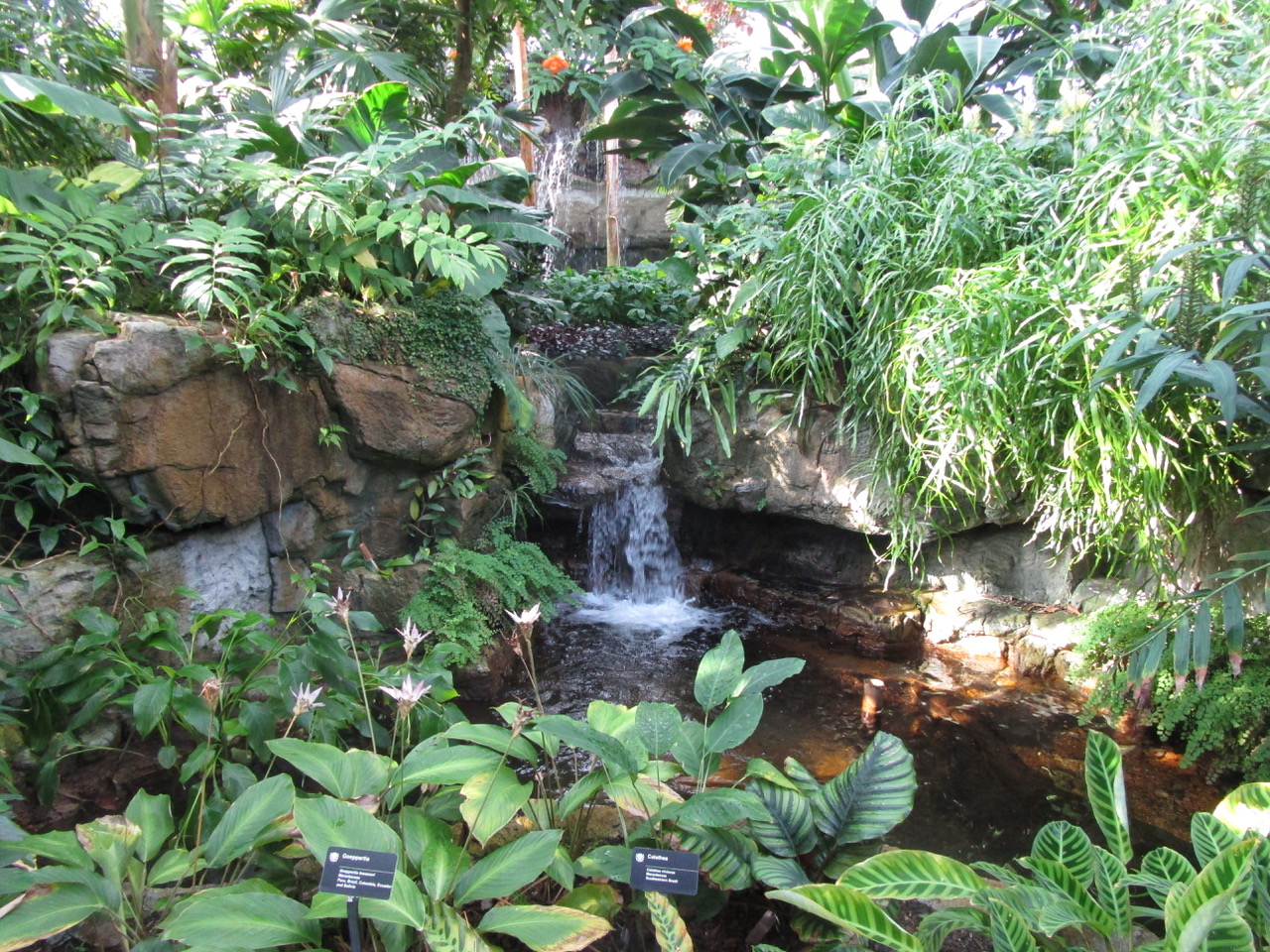 Small waterfall surrounded by plants