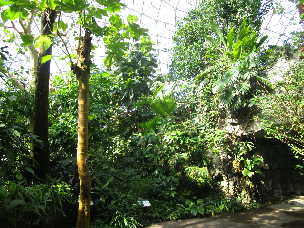 Diverse tropical plants growing in a greenhouse