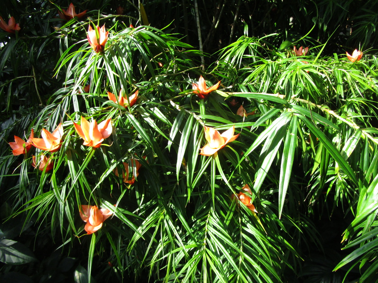 Spiky orange flowers on an arching green plant