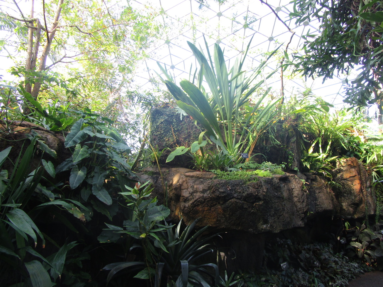 View of a greenhouse filled with plants