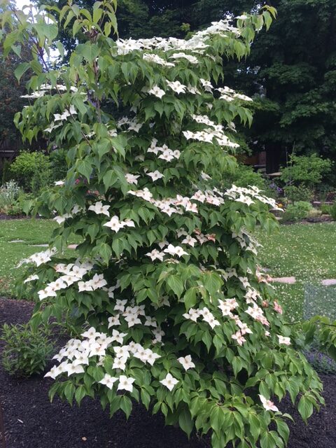 Dogwood tree with white flowers