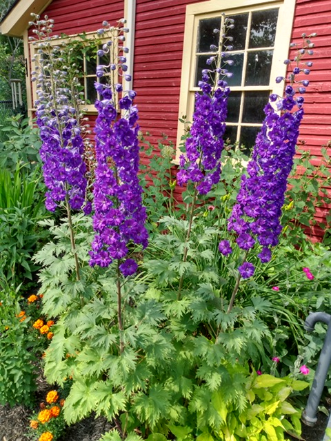 purple delphiniums