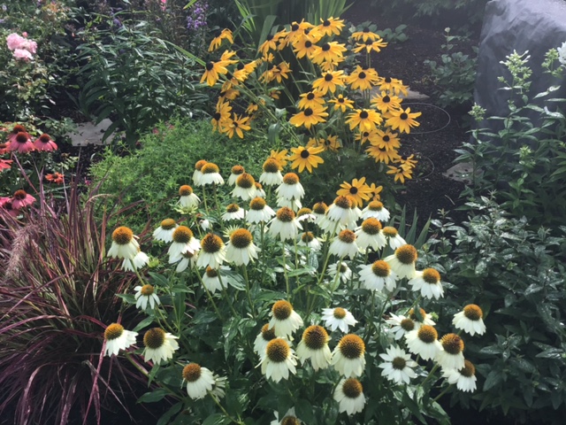 White daisies with a yellow center in front of yellow daisies with dark centers