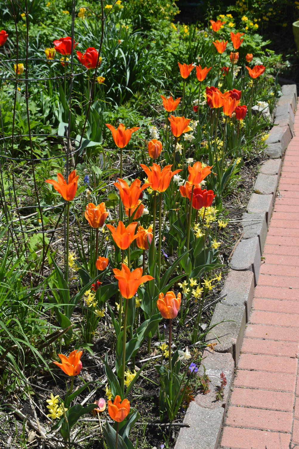 Orange tulips next to a brick driveway