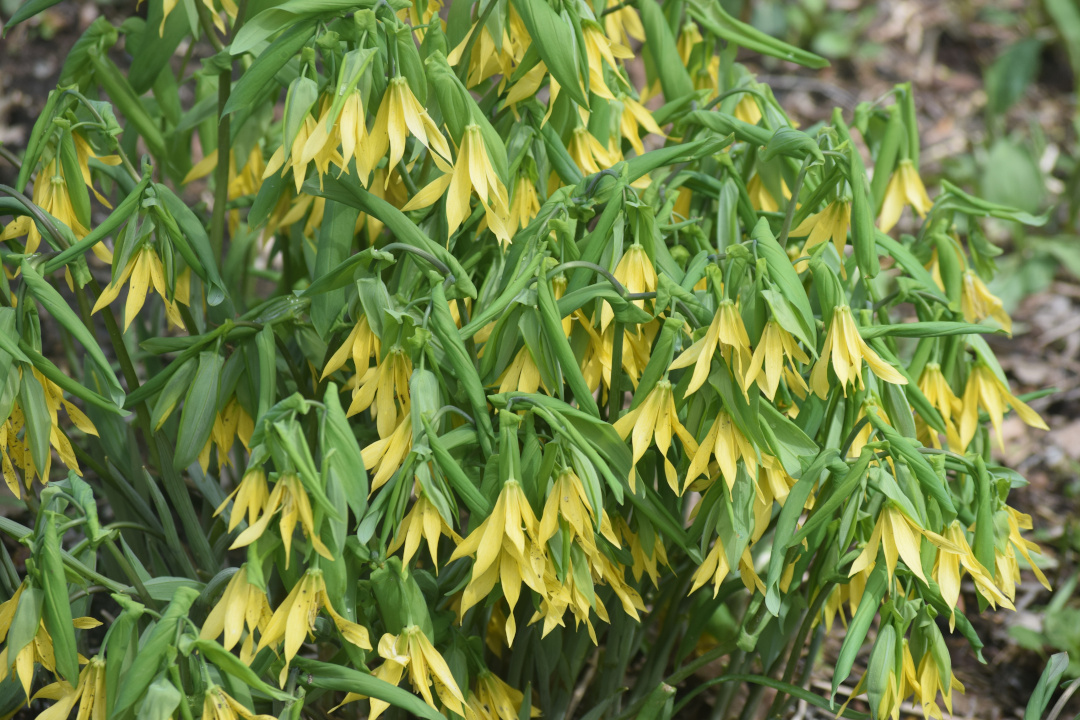 Fairybells plant