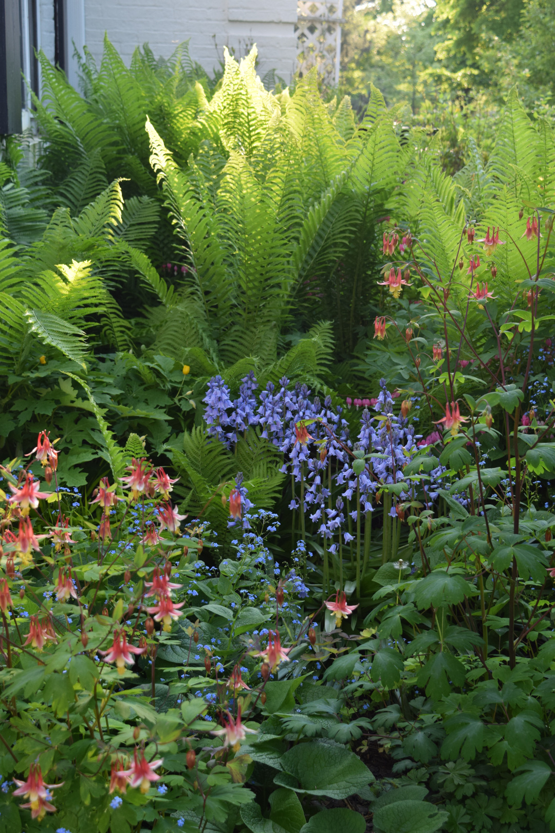 Tall ferns with blue and red flowers in front of them