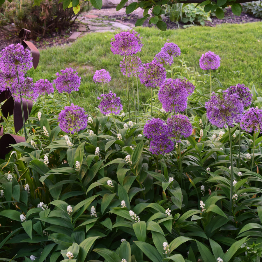 Tall purple flowers with tiny white blooms growing below them