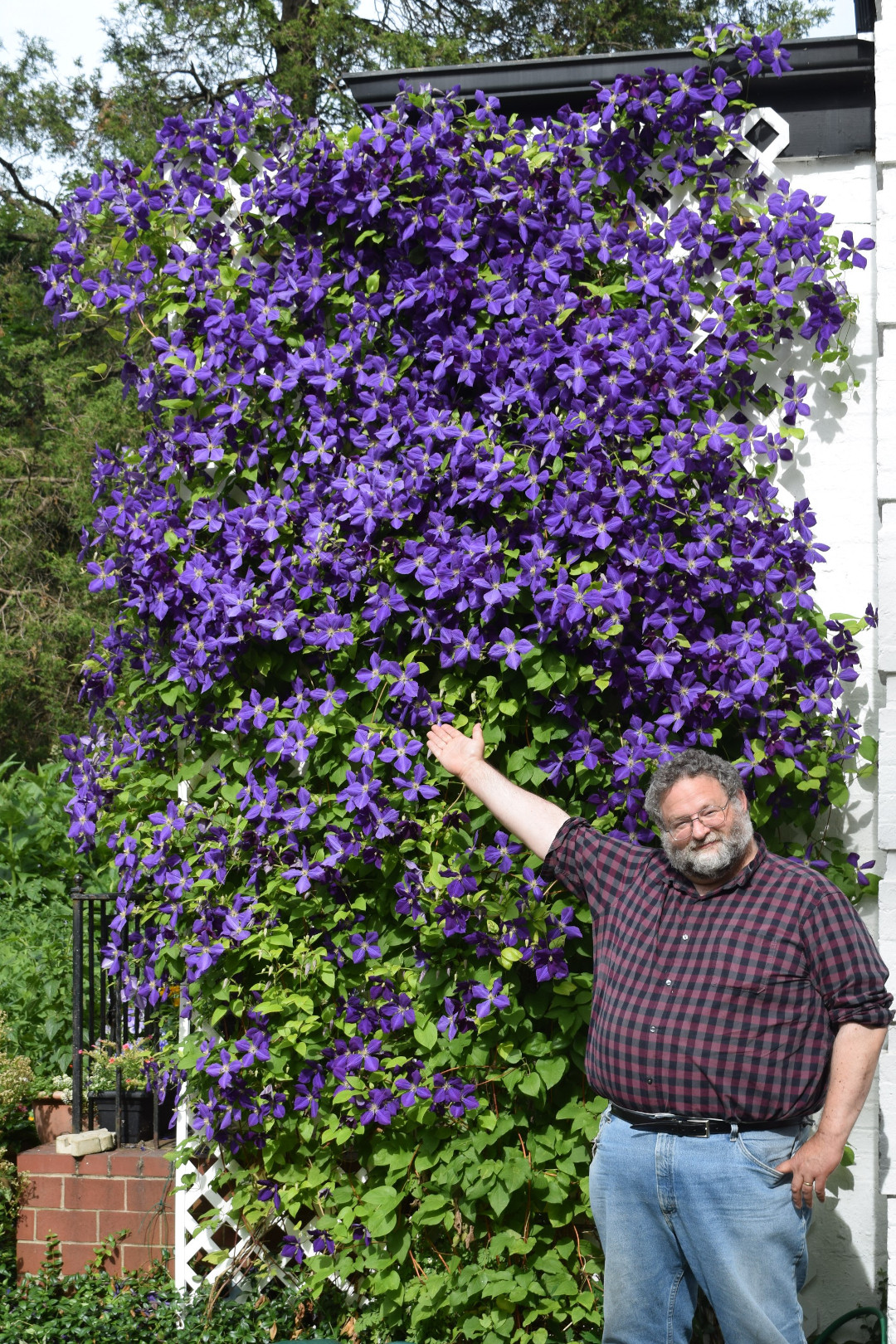 Clematis Jackmanii