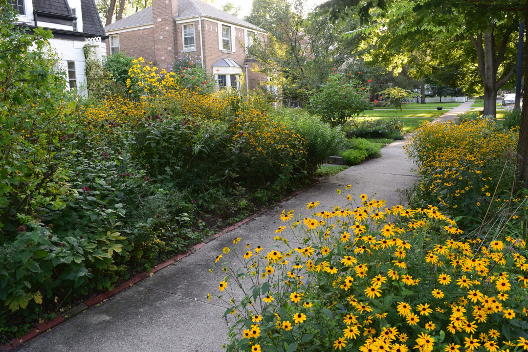 late summer garden full of yellow daisies