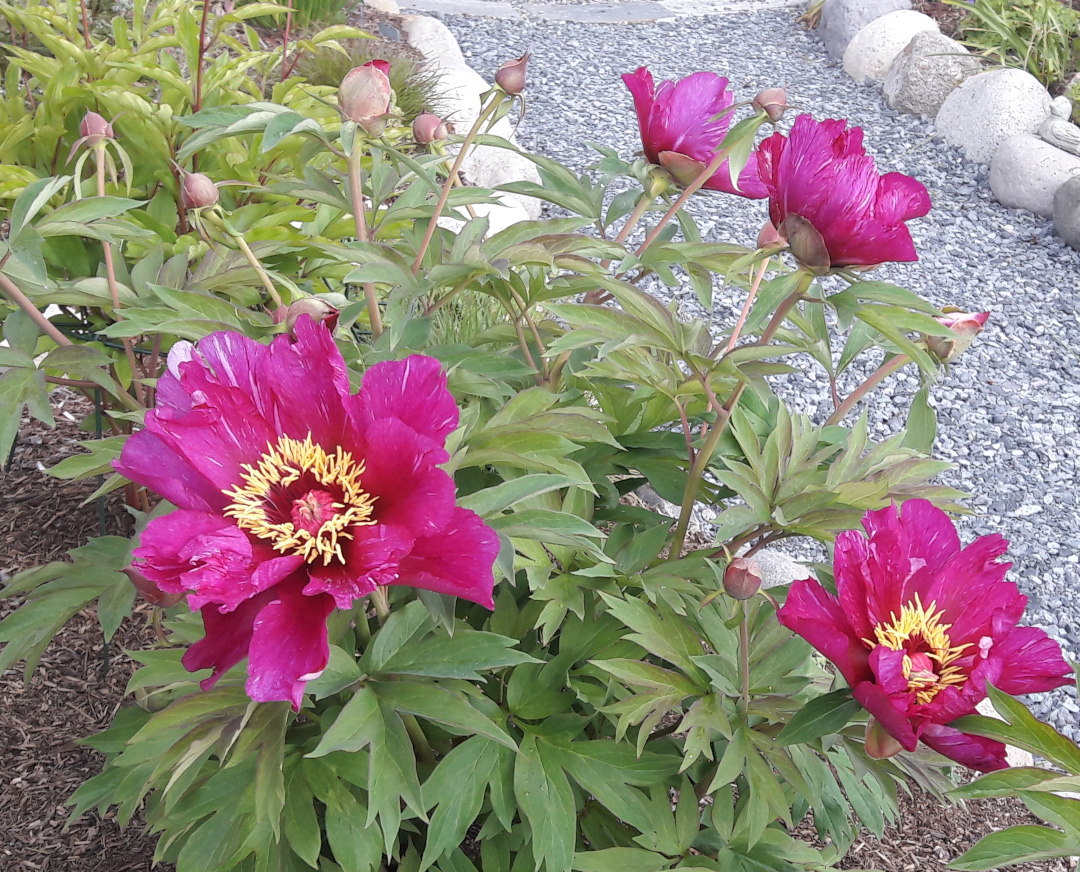 Morning Lilac Itoh hybrid peony