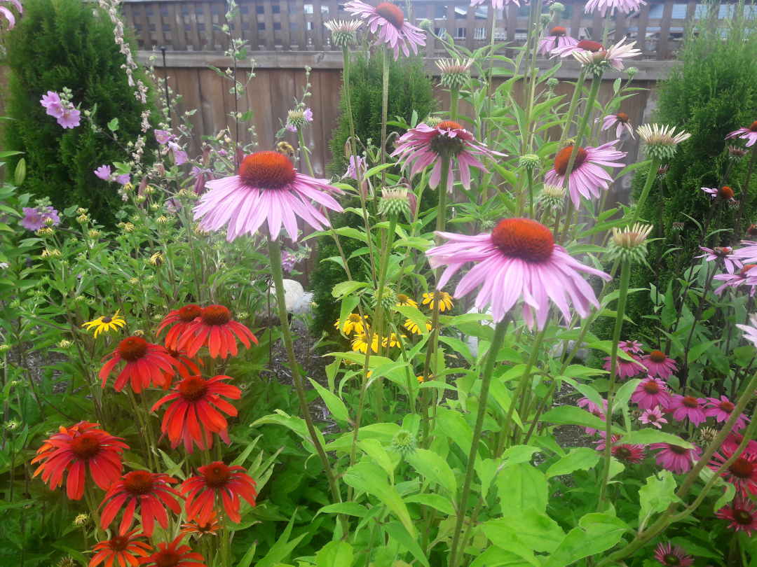 Echinacea in many colors