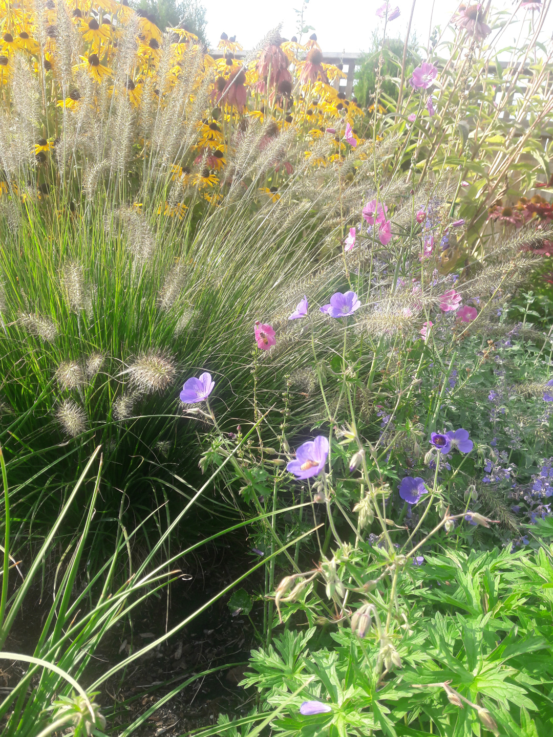 Flowers growing through ornamental grasses