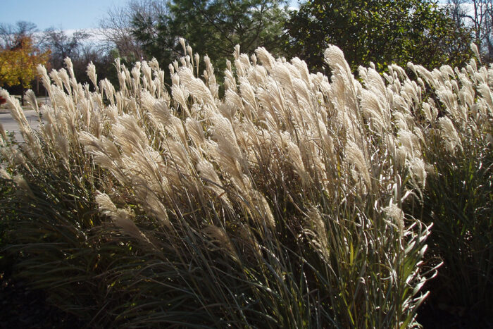 Blondo miscanthus