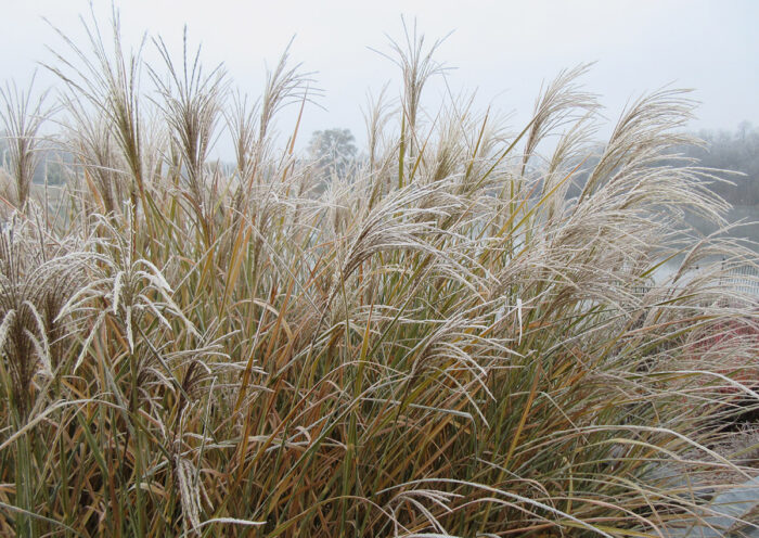 Blondo miscanthus covered in frost