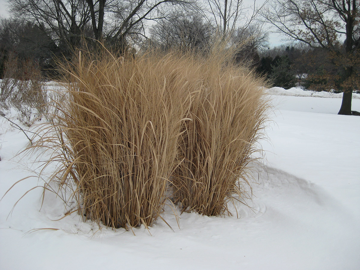 Grasses for Winter Structure in the Midwest - FineGardening