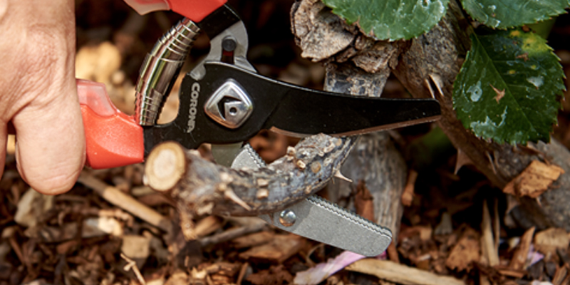 Essential Tools for Pruning - FineGardening