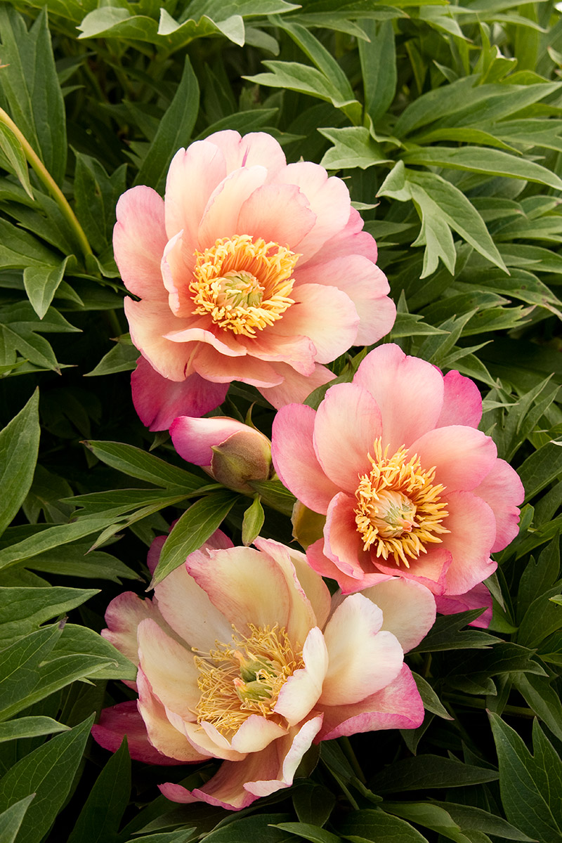 Southern Peony: 2016 First Intersectional Peony Seeds!