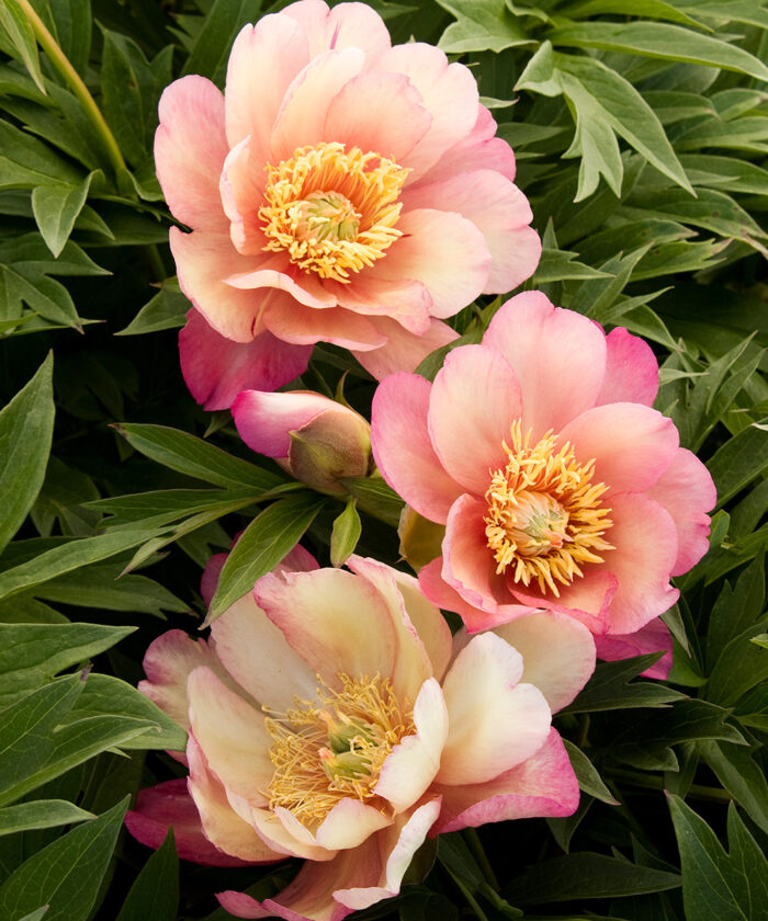 Doreen Peony, Shop Peonies