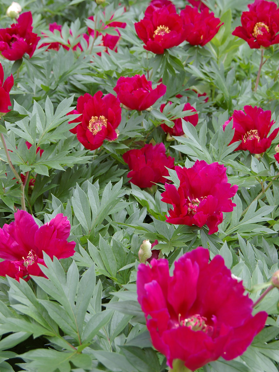 Southern Peony: 2016 First Intersectional Peony Seeds!