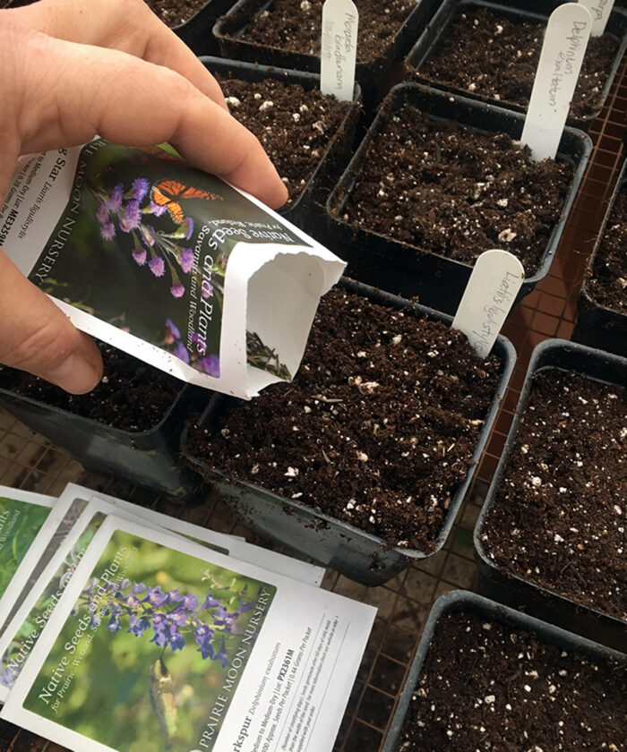 starting seeds indoors