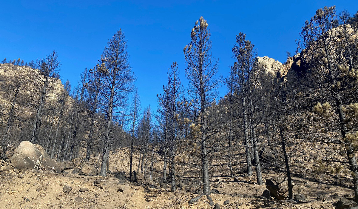 burned conifers