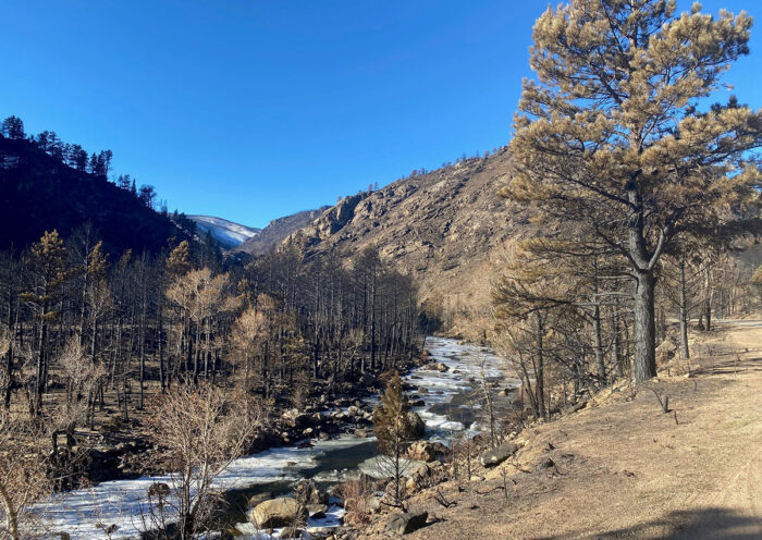 scorched trees along a river